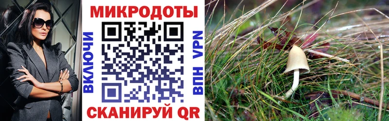 blacksprut как зайти  Малгобек  Галлюциногенные грибы прущие грибы  купить  