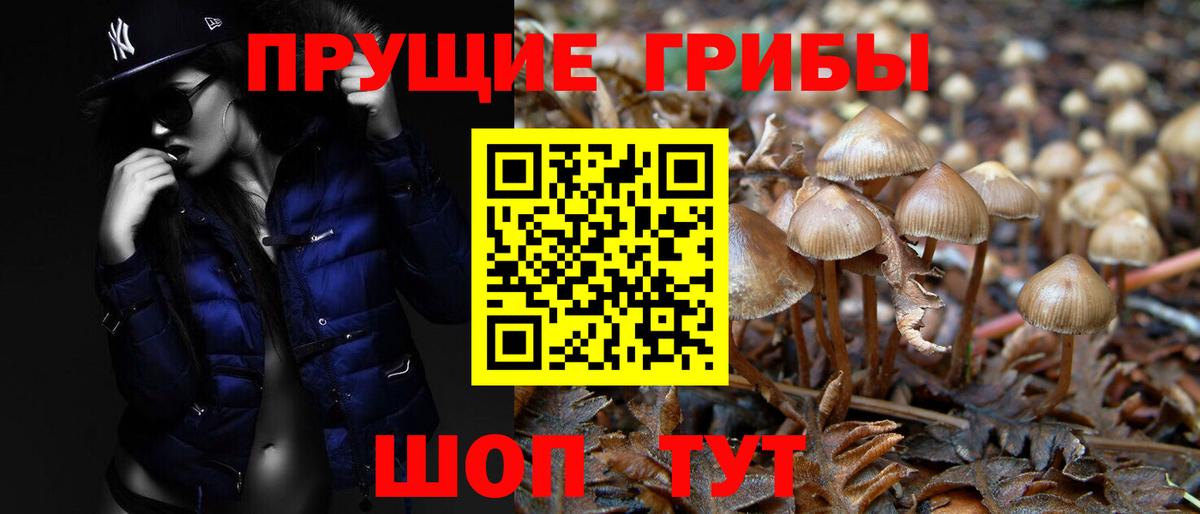 Малгобек  Псилоцибиновые грибы Psilocybe  Вход с VPN  Псилоцибиновые грибы GOLDEN TEACHER 