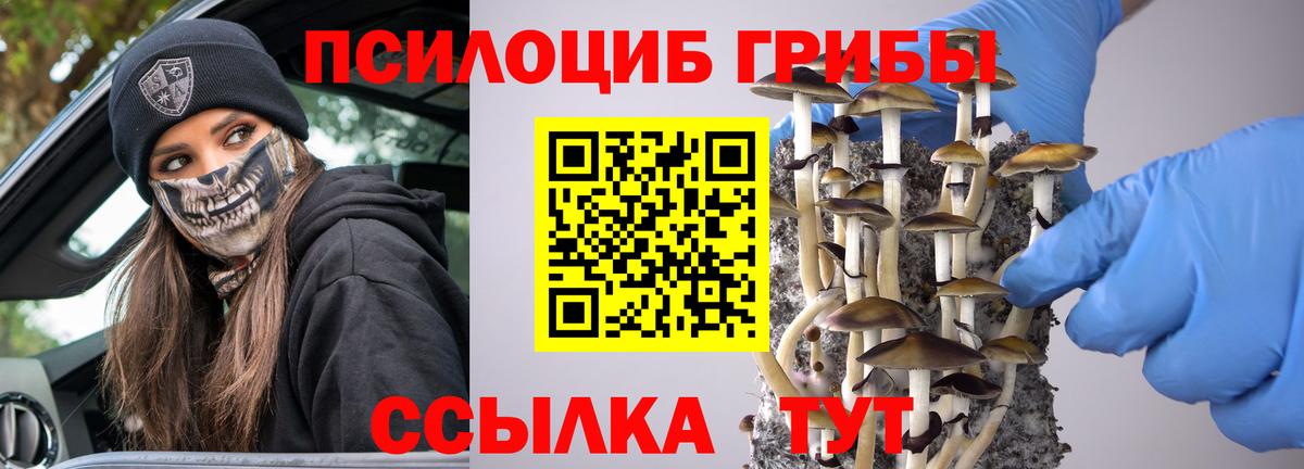 цена   Малгобек  Галлюциногенные грибы Psilocybine cubensis 